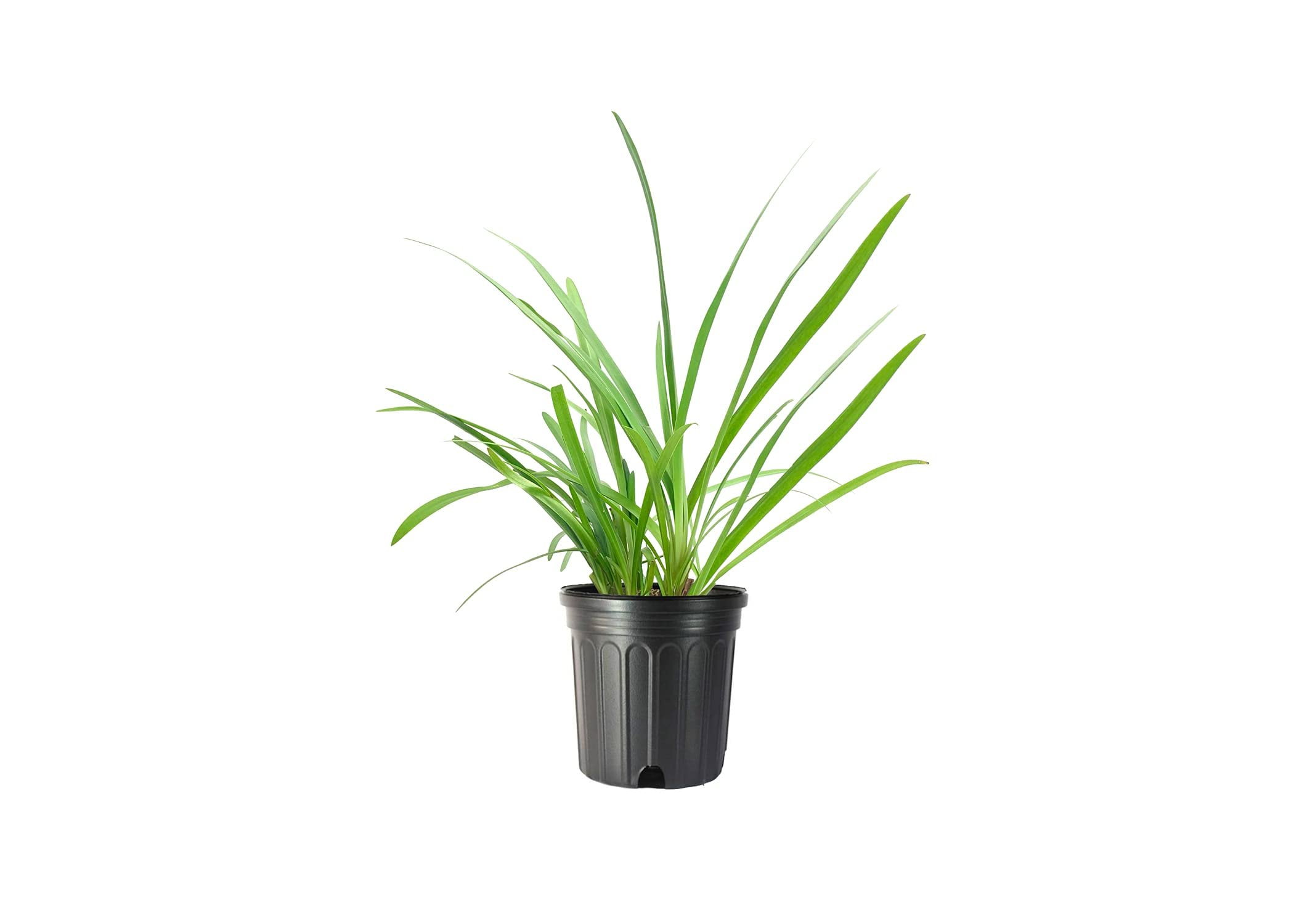 Florida Foliage Agapanthus Africanus