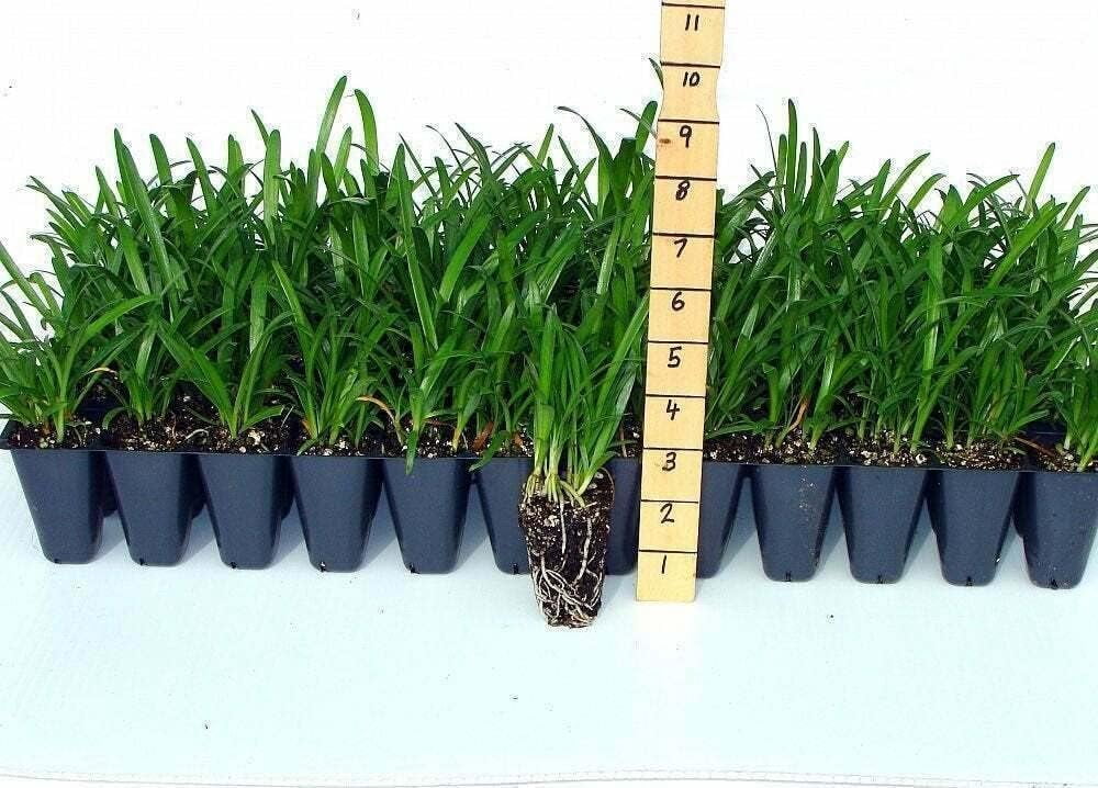 Agapanthus Blue Lily of The Nile | 3 Live Plants | Agapanthus Africanus | Perennial Flowering Ornamental | Drought Tolerant Plants for Landscaping