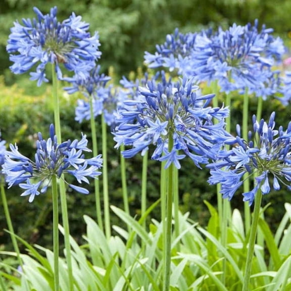 Agapanthus Blue Live Blue Flowering Perennial for Gardens, Borders, and Containers