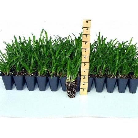Agapanthus Lily of The Nile Blue 60 Live Plants Agapanthus africanus Perennial Flowering Ornamental Drought Tolerant Plants for Landscaping