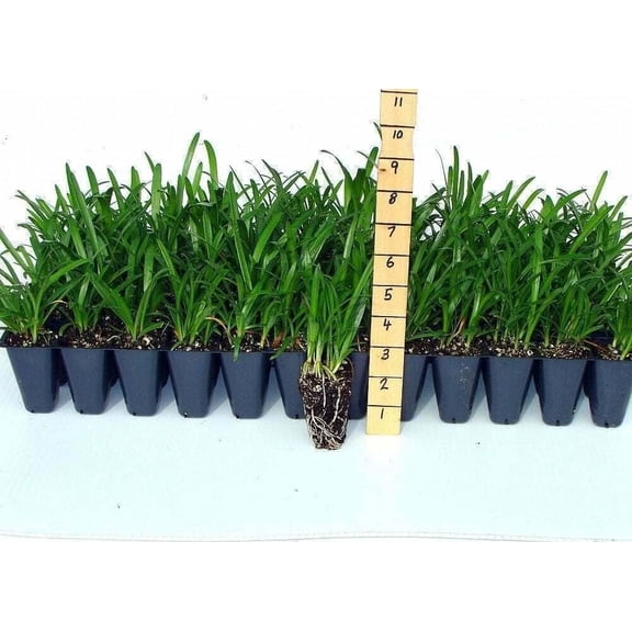 Agapanthus Lily of The Nile Blue  60 Live Plants  Agapanthus africanus  Perennial Flowering Ornamental  Drought Tolerant Plants for Landscaping
