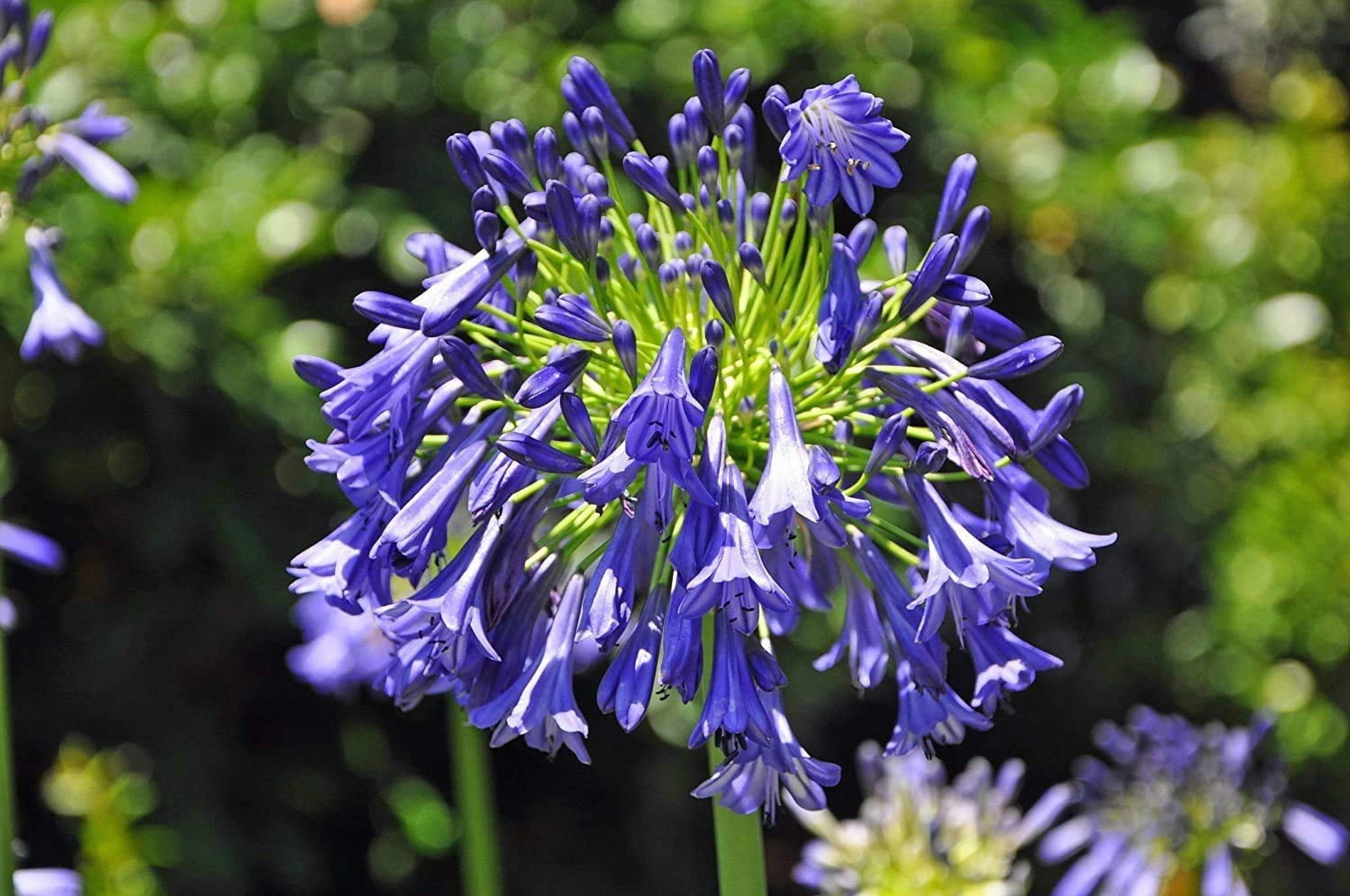 Florida Foliage Agapanthus - Thumbnail 2