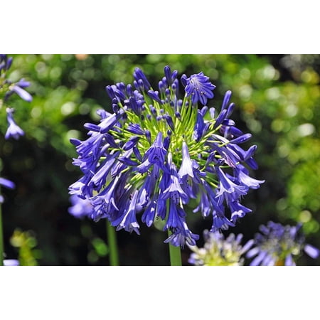 Agapanthus Storm Cloud - 10 Live Plants - Beautiful Blooming Perennial Ornamental