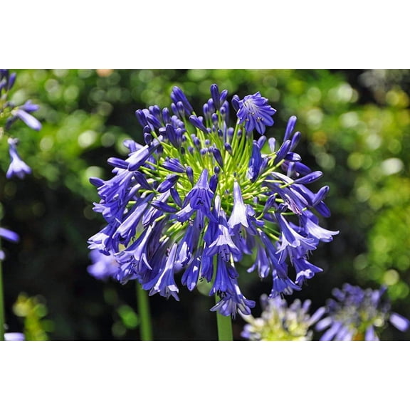 Agapanthus Storm Cloud - 3 Live Plants - Beautiful Blooming Perennial Ornamental
