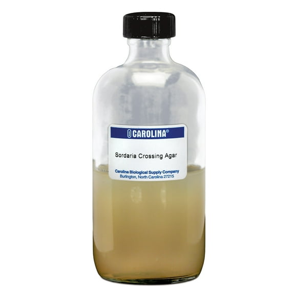 Agar, 2% (Non-Nutrient), Prepared Media Bottle, 125 Ml