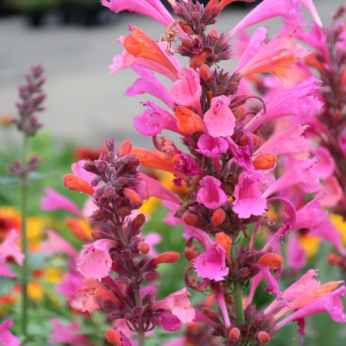 Agastache 'Kudos Coral' Hummingbird Mint Live Starter Plant
