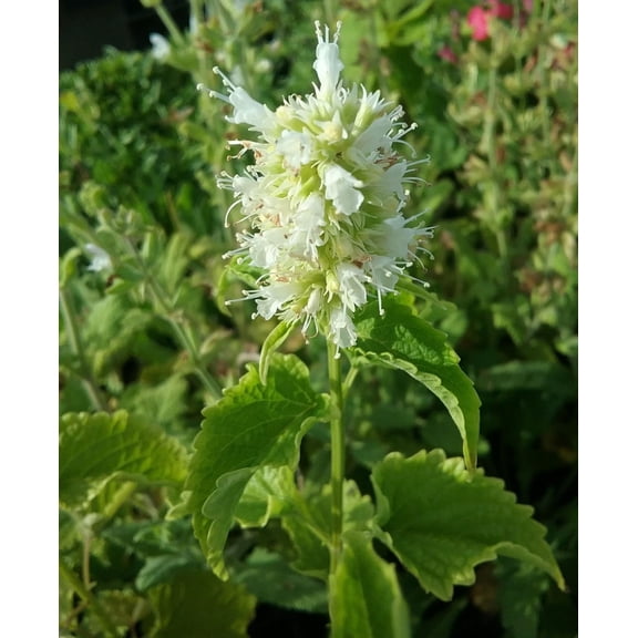 Agastache Rugosa White Giant in 3.25" Growers Pot (5 Count)