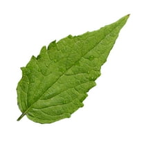 Agastache Seeds - Rugosa Korean Mint - 2 g Packet ~12000 Seeds - Non-GMO, Heirloom - Flower & Asian Herb Gardening