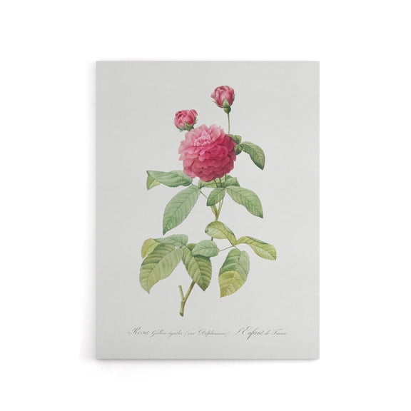 Agatha Rose Botanical Redoute Vintage Canvas Wall Art 24X32"