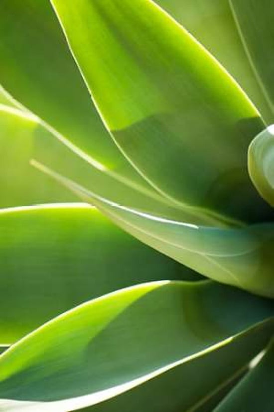 Agave 1 Canvas Art - Jonathan Nourok (12 x 18)