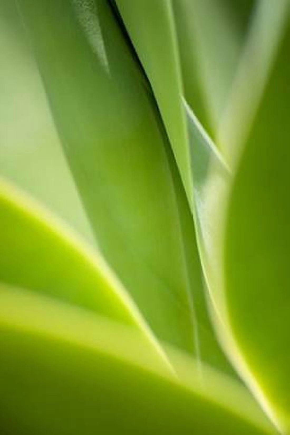 Agave 2 Canvas Art - Jonathan Nourok (24 x 36)
