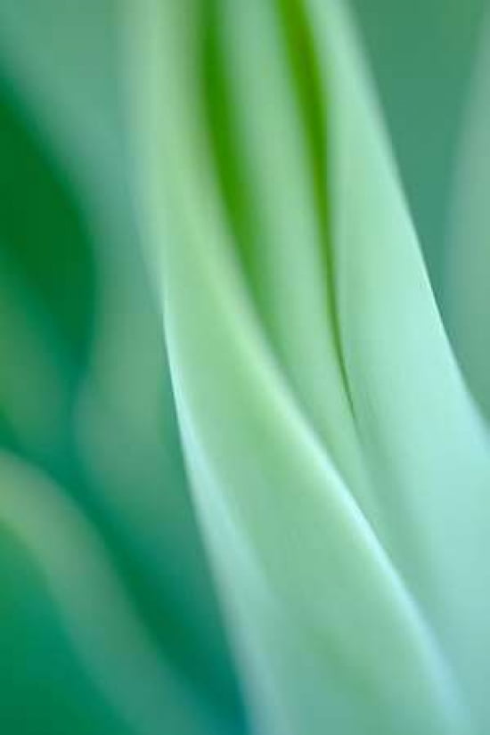 Agave 3 Canvas Art - Jonathan Nourok (12 x 18)