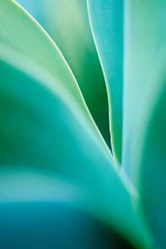 Agave 4 Canvas Art - Jonathan Nourok (24 x 36)