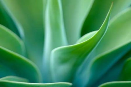 Agave 5 Canvas Art - Jonathan Nourok (24 x 36)