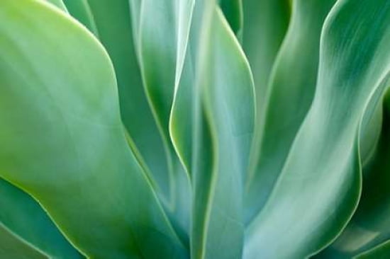 Agave 6 Canvas Art - Jonathan Nourok (12 x 18)