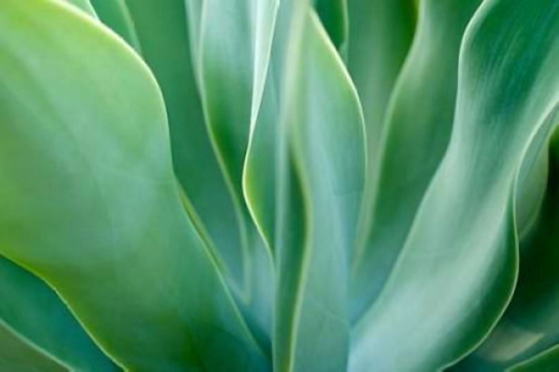 Agave 6 Canvas Art - Jonathan Nourok (24 x 36)