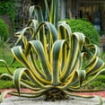 thumbnail image 1 of Agave Americana 'Variegata', 1 of 5