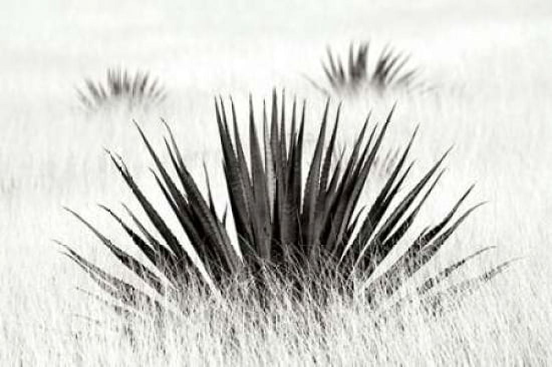 Agave BW I Canvas Art - Douglas Taylor (12 x 18)