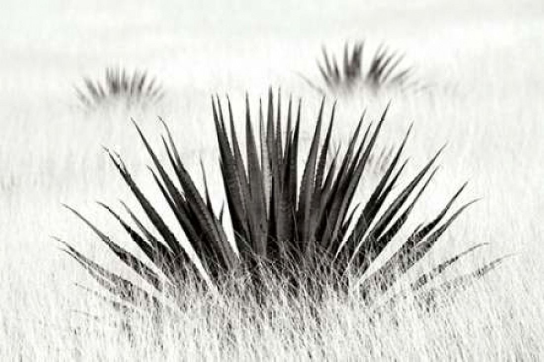 Agave BW I Canvas Art - Douglas Taylor (24 x 36)