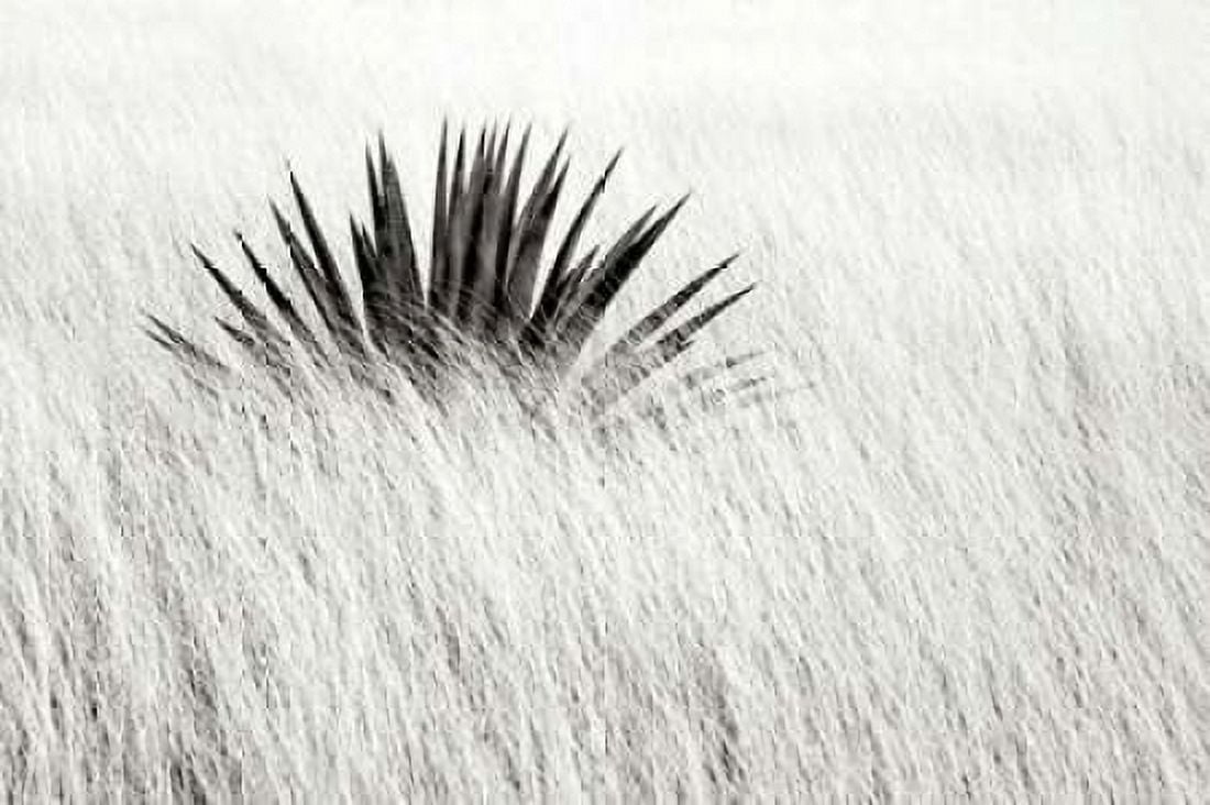Agave BW II Canvas Art - Douglas Taylor (12 x 18)