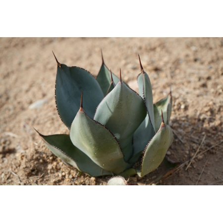 Agave Celsii 'Nova': A Stellar Addition to Your Garden
