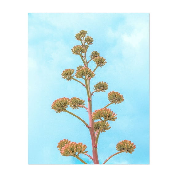 Agave Century Plant Flower Stalk Bloom - Joshua Tree California Photography Unframed Wall Art Print 30 x 40 inches