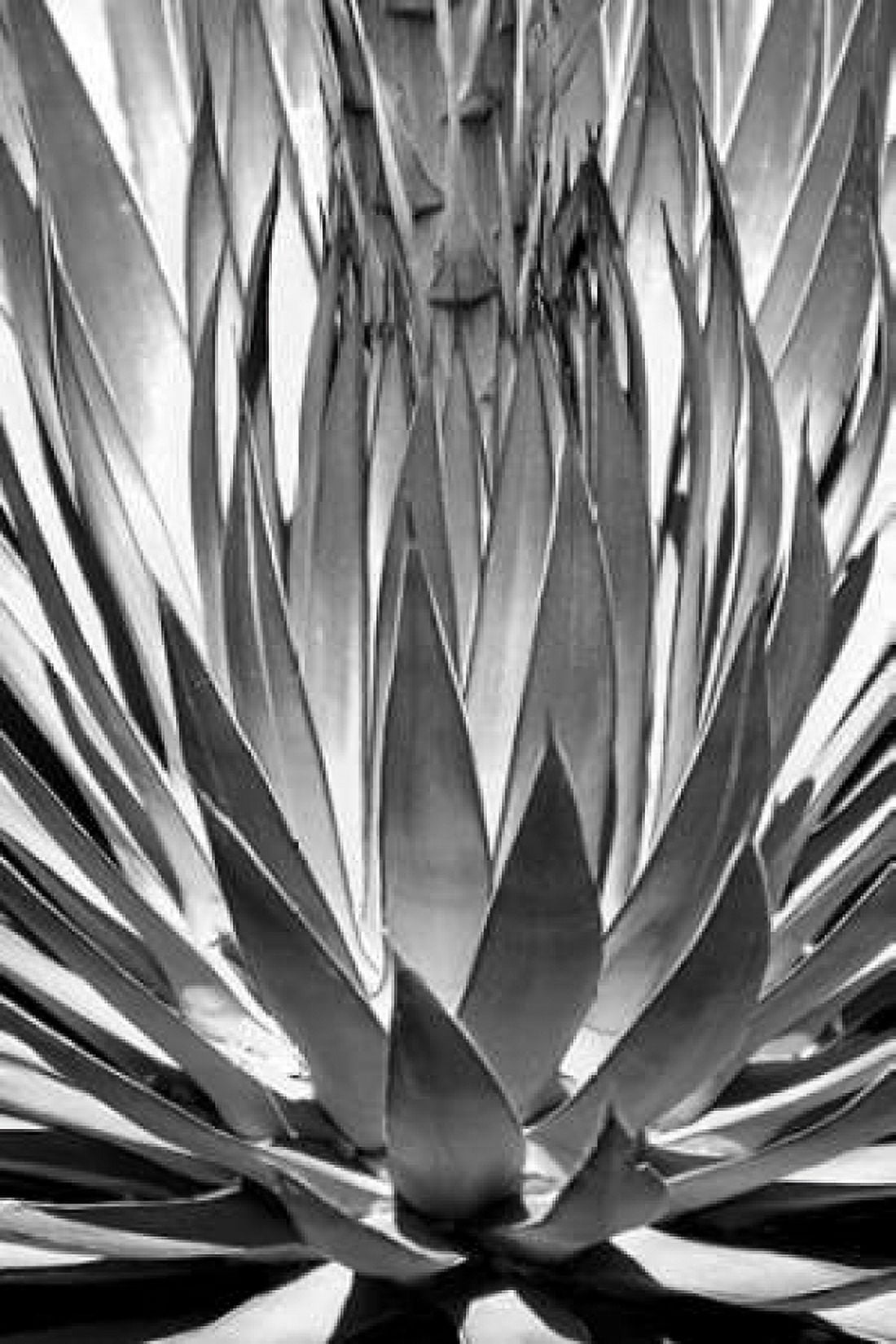 Agave Finale BW Canvas Art - Douglas Taylor (12 x 18)