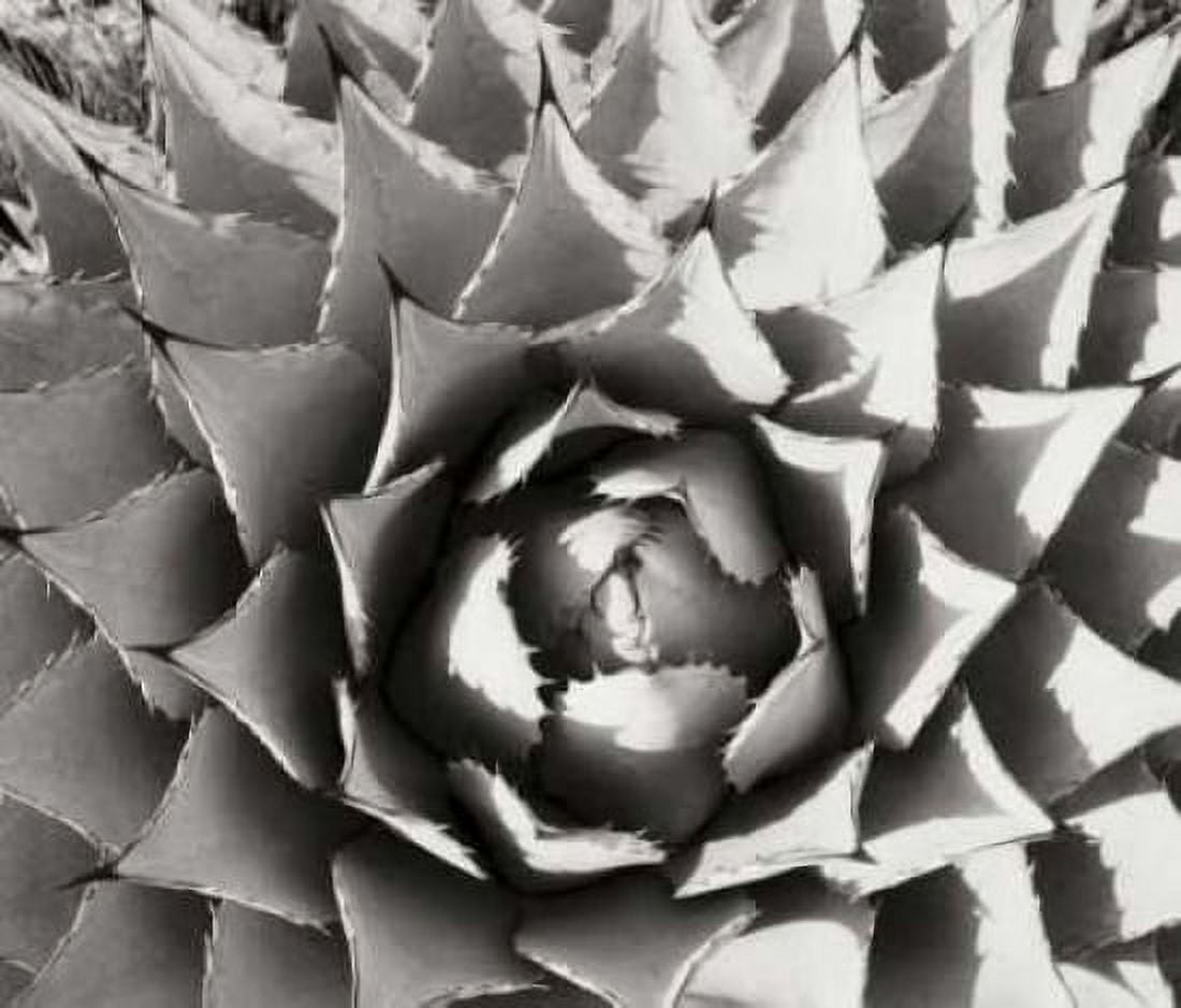 Agave I Canvas Art - Bob Stefko (24 x 24)