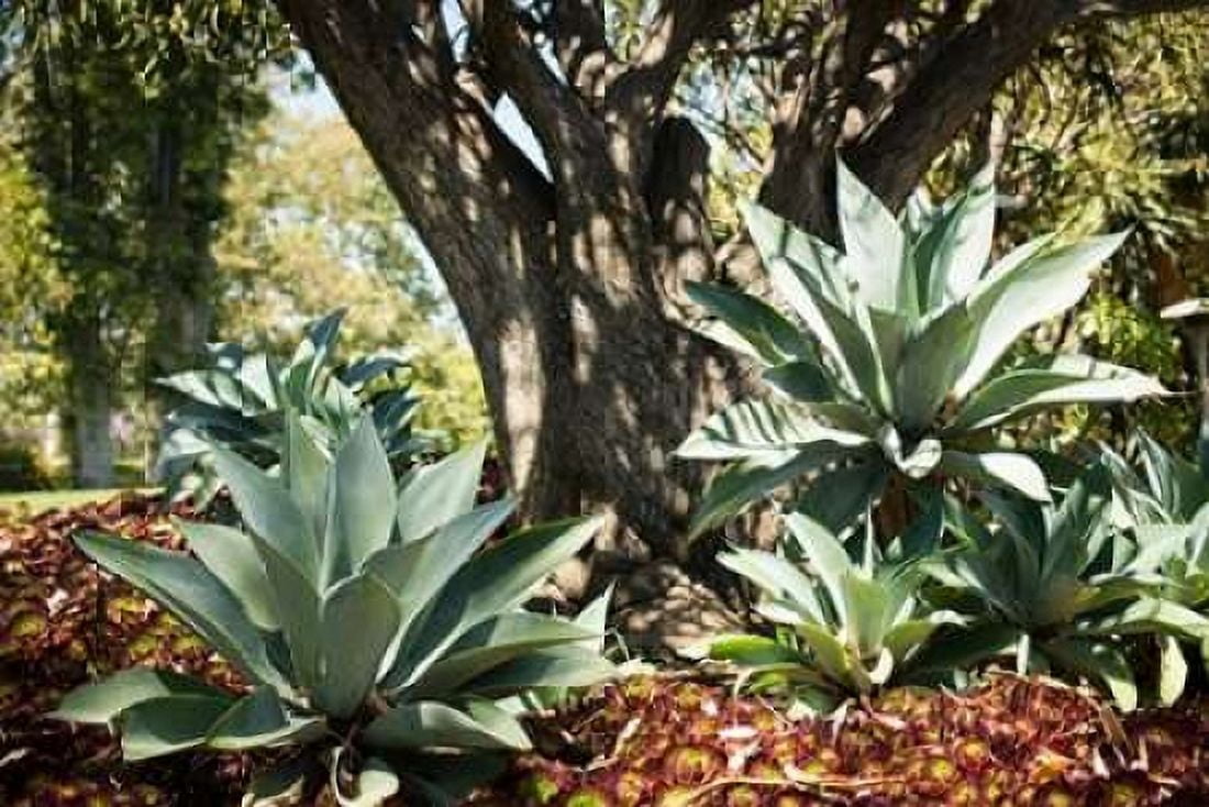 Agave I Canvas Art - Erin Berzel (24 x 36)