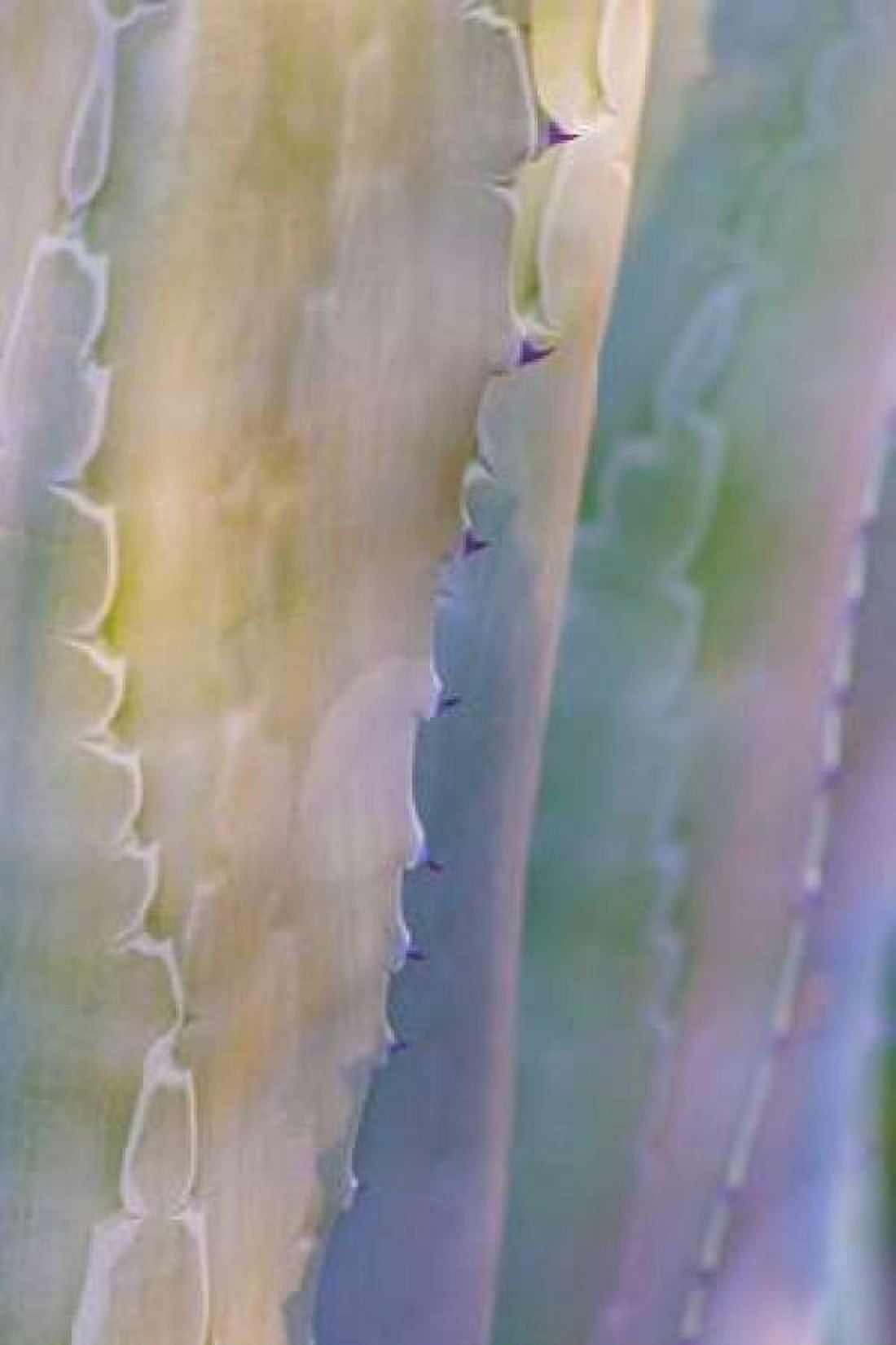 Agave I Canvas Art - Kathy Mahan (12 x 18)