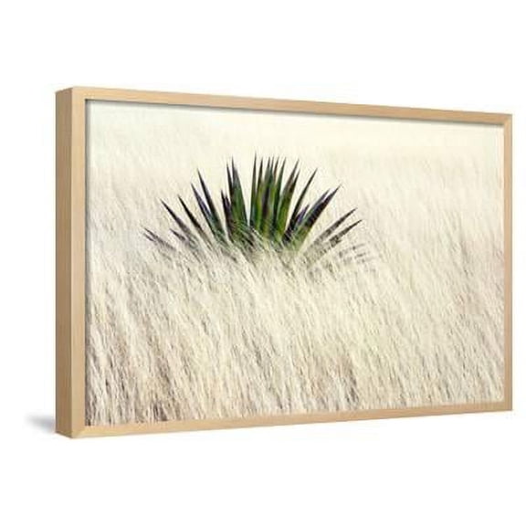 Agave II, Botanical Framed Art Print Wall Art by Douglas Taylor Sold by Art.Com