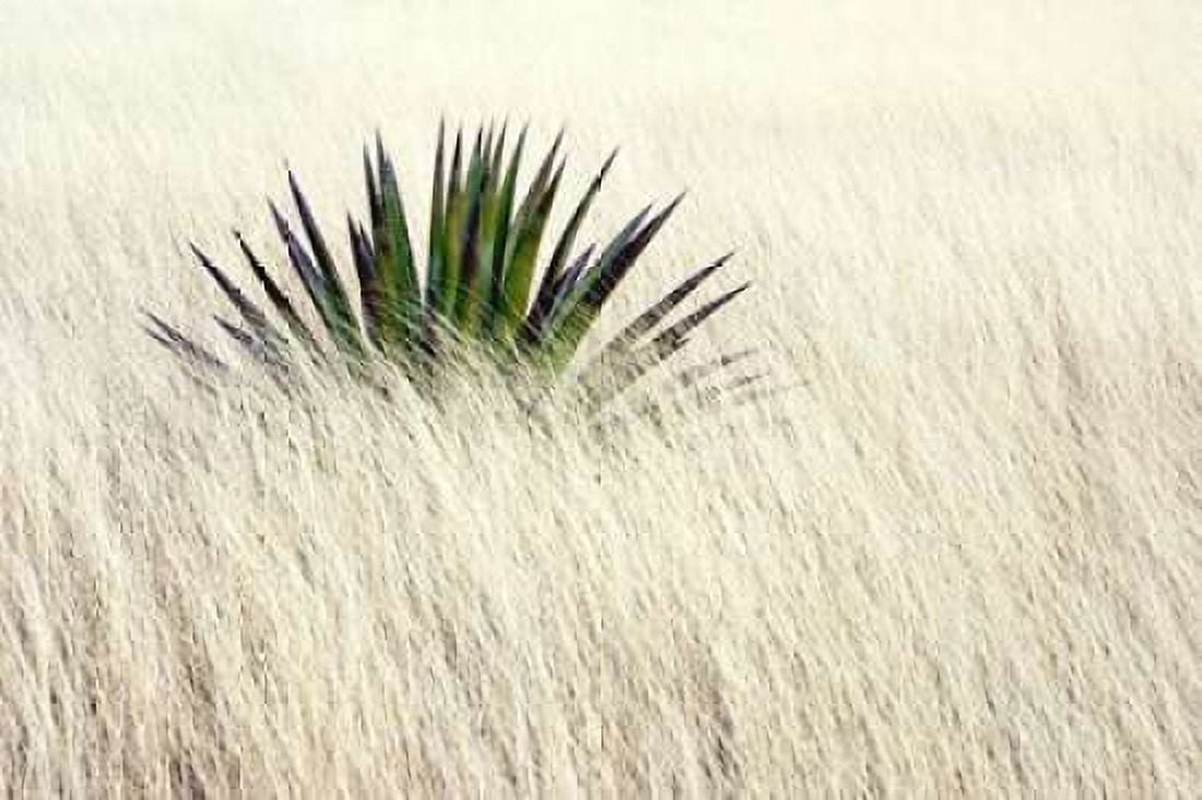 Agave II Canvas Art - Douglas Taylor (12 x 18)