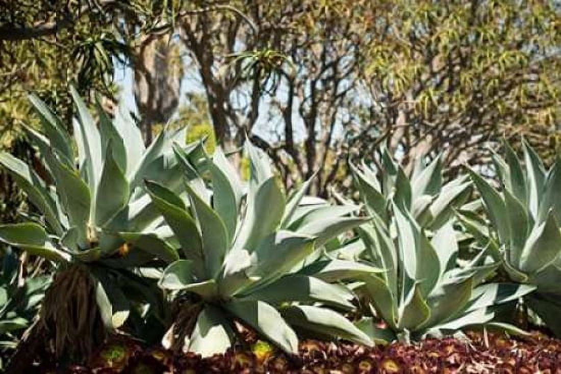 Agave II Canvas Art - Erin Berzel (24 x 36)