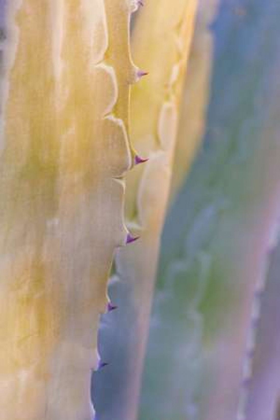 Agave II Canvas Art - Kathy Mahan (12 x 18)