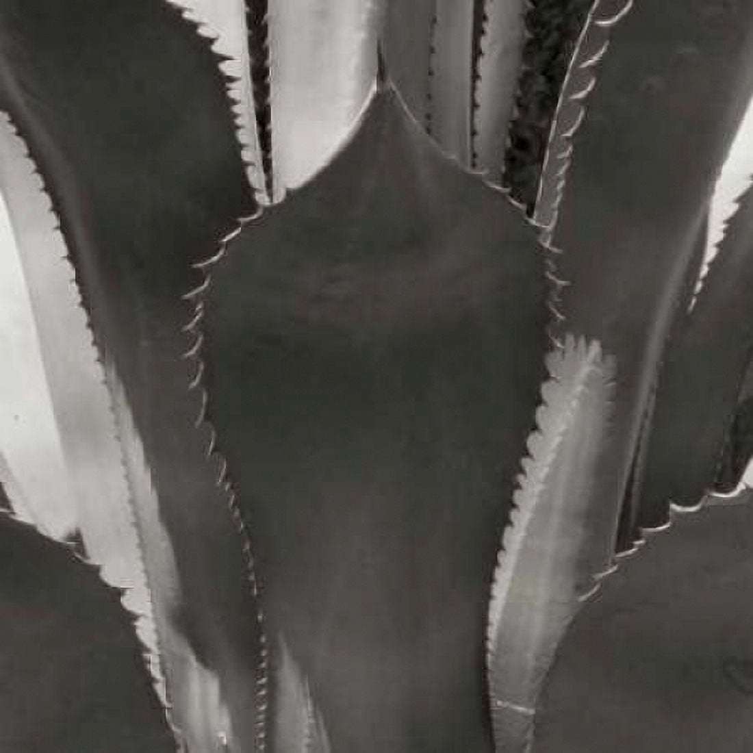 Agave II Canvas Art - Rita Crane (24 x 24)