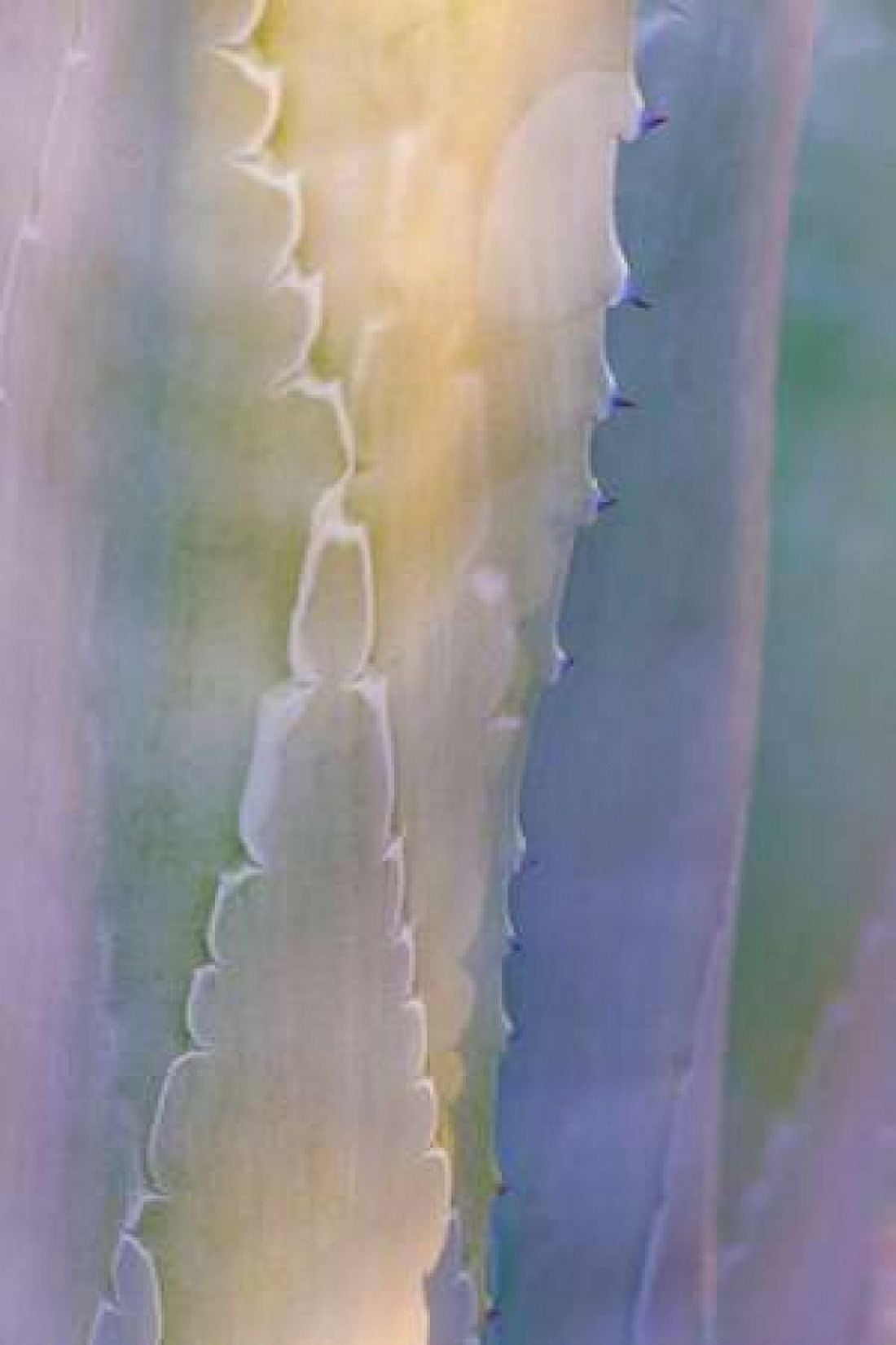 Agave III Canvas Art - Kathy Mahan (12 x 18)