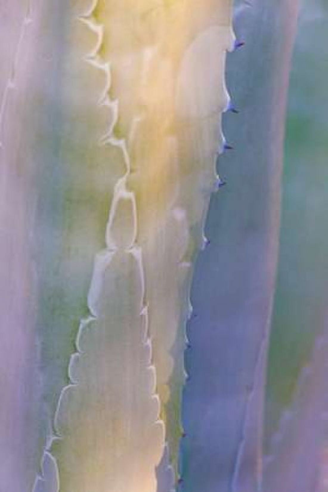 Agave III Canvas Art - Kathy Mahan (24 x 36)