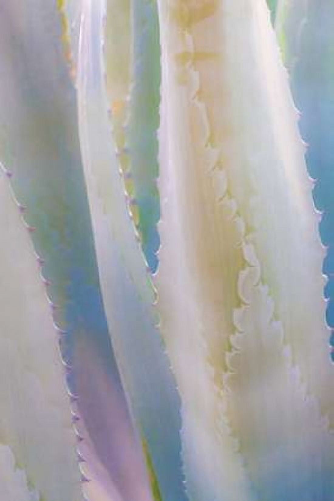 Agave IV Canvas Art - Kathy Mahan (24 x 36)