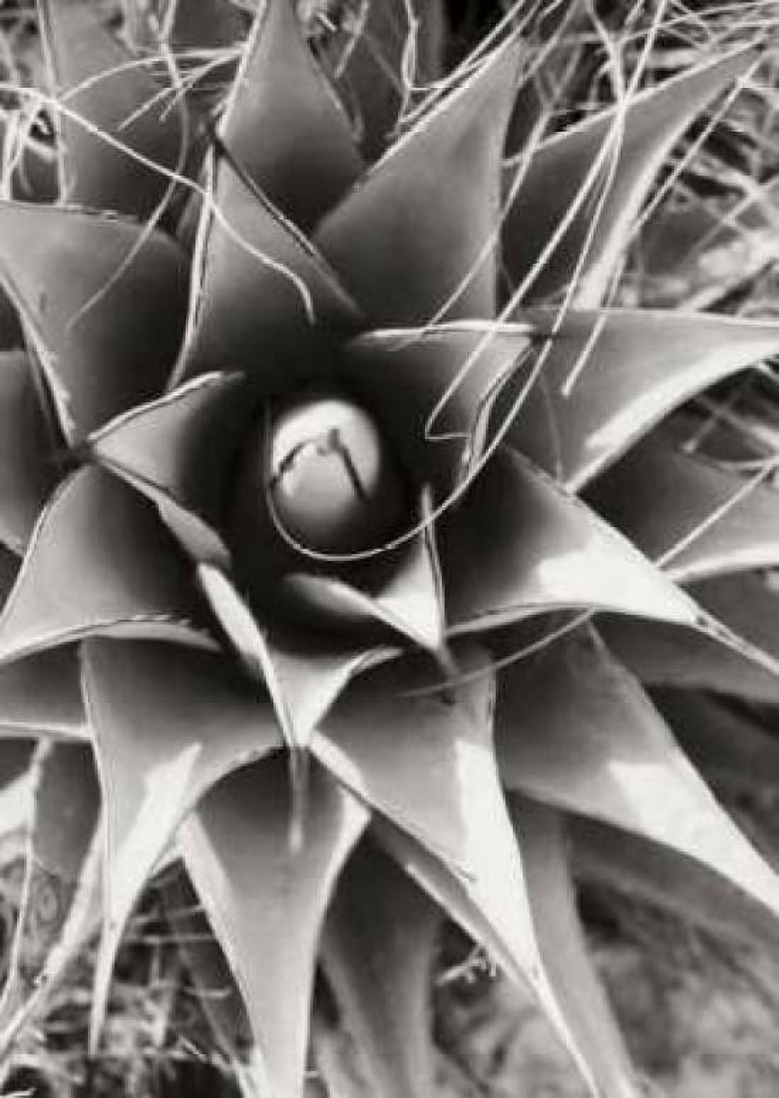 Agave Lechuguilla Canvas Art - Bob Stefko (20 x 28)