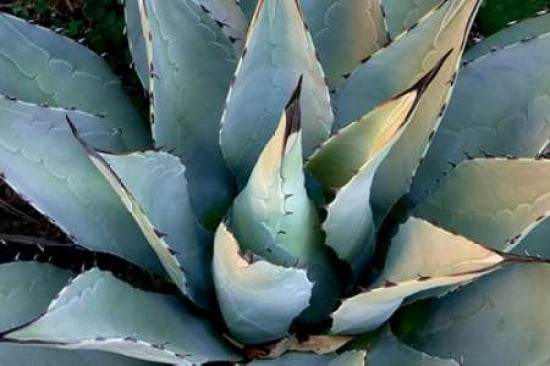 Agave New Mexico Canvas Art - Dana Echols (24 x 36)