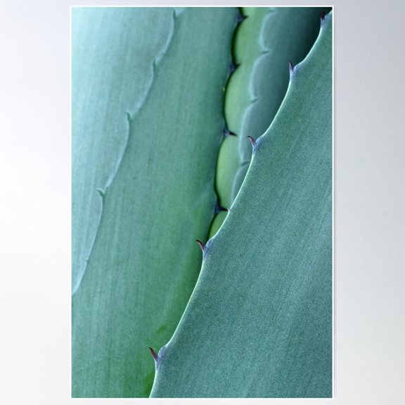 Agave Poster Wall Art, Modern Wall Decor For Living Room Bedroom, 12x18 UNFRAMED