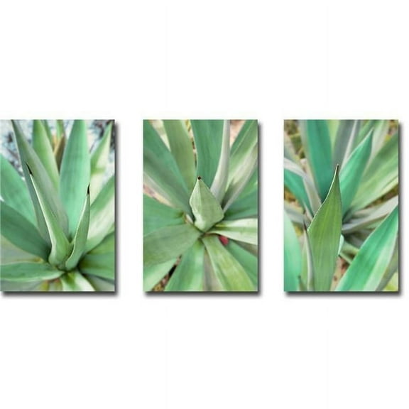 Agave Succulent 1, 2 & 3 by Alan Blaustein Premium Gallery-Wrapped Canvas Giclee Art Set - Ready to Hang, 16 x 24 x 1.5 in.