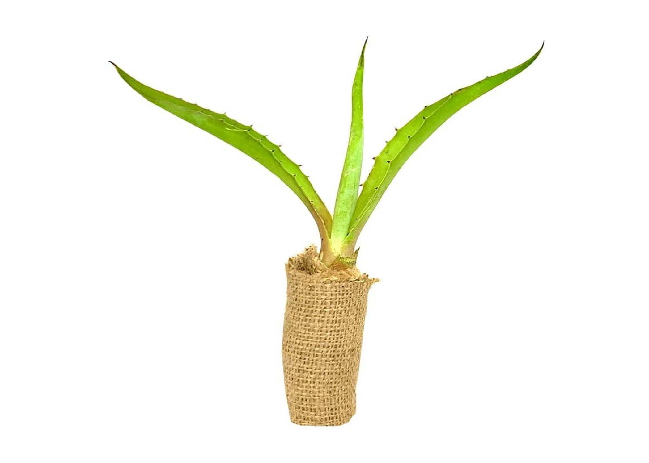 Agave Tequilana Live Medium Size Plant Blue Weber Tequila Succulent Drought  Tolerant Hardy Ornamental Specimen - Walmart.com