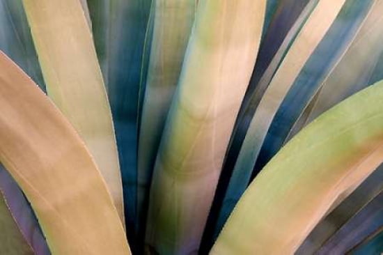 Agave Tucson Canvas Art - Dana Echols (24 x 36)