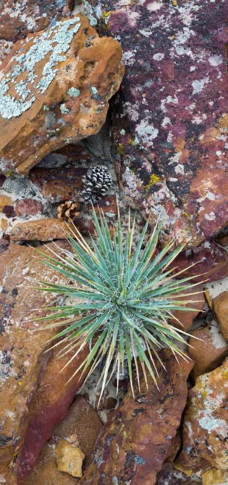 Agave and lichened rocks Grand Staircase-Escalante National Monument Utah USA Canvas Art - Panoramic Images (20 x 9)