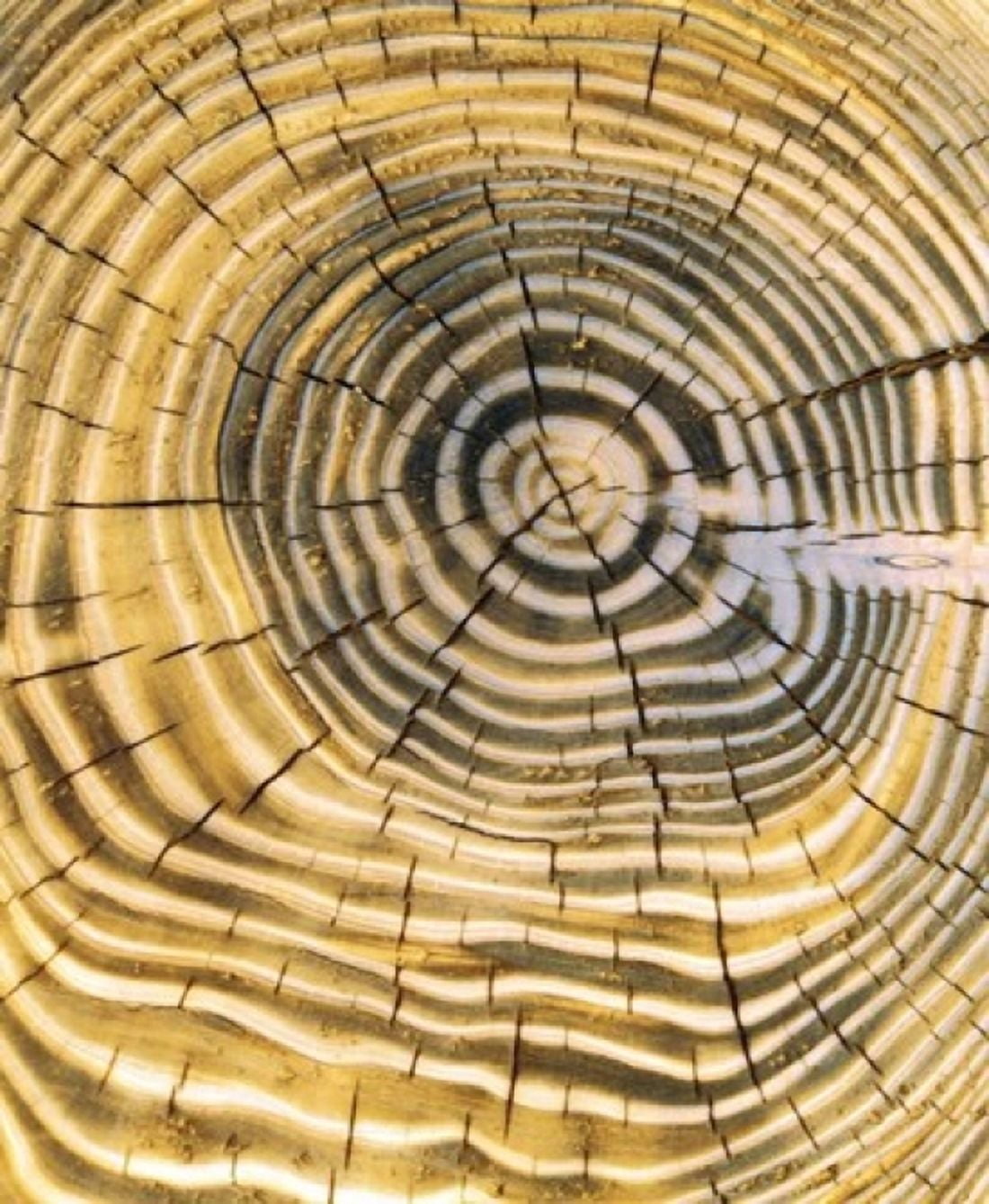 Age Rings of Tree Trunk Canvas Art - Panoramic Images (20 x 24)