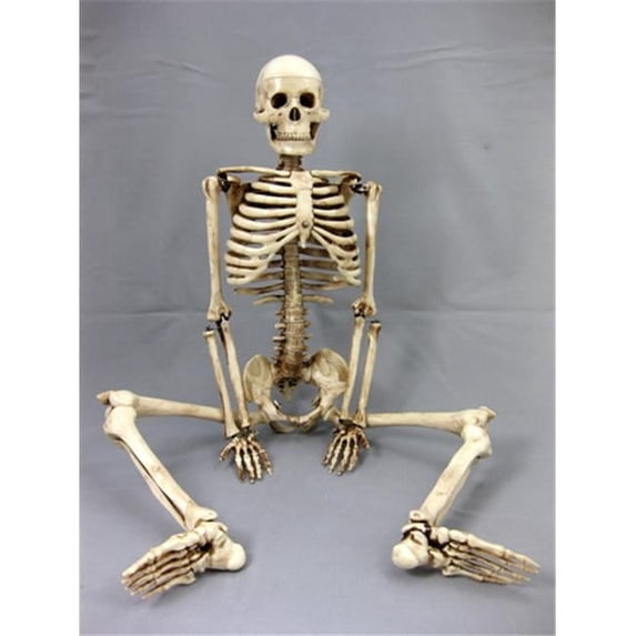 Aged 33.5 in. Harvey Jr. Skeleton