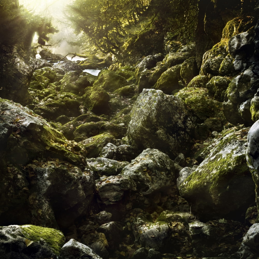 Aged boulders covered with moss in a misty forest Ritsa Nature Reserve Canvas Art - Evgeny KuklevStocktrek Images (29 x 29)