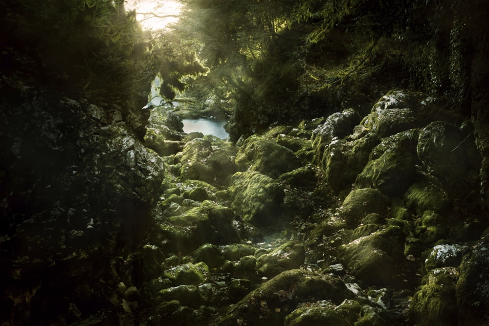 Aged boulders covered with moss in the Ritsa Nature Reserve Abkhazia Canvas Art - Evgeny KuklevStocktrek Images (35 x 23)