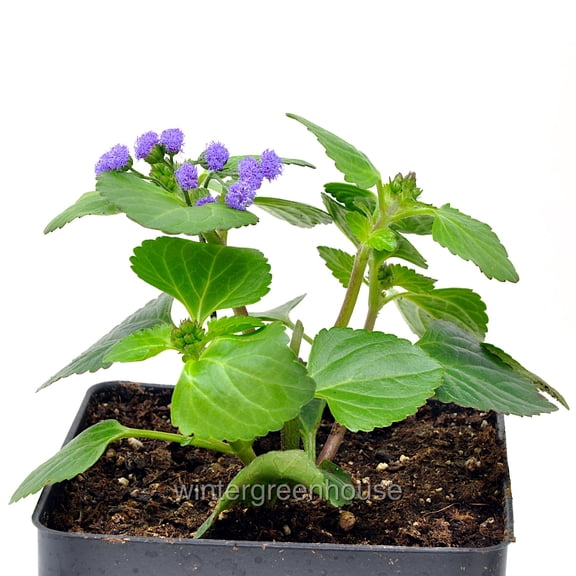 Ageratum, Monarch Magic, Flossflower - Pot Size: 4.5in - Flowers